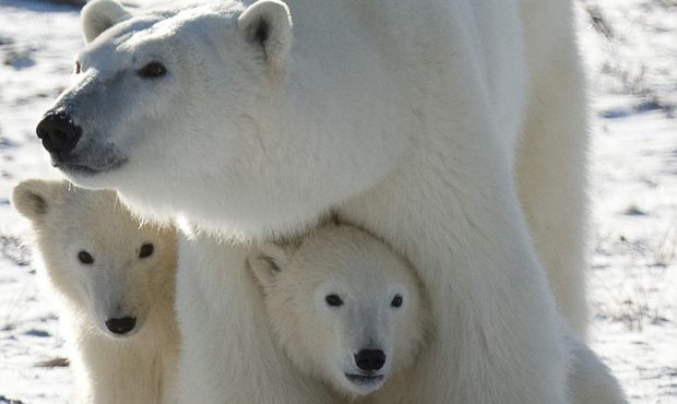 cropped-polar-mom.jpg